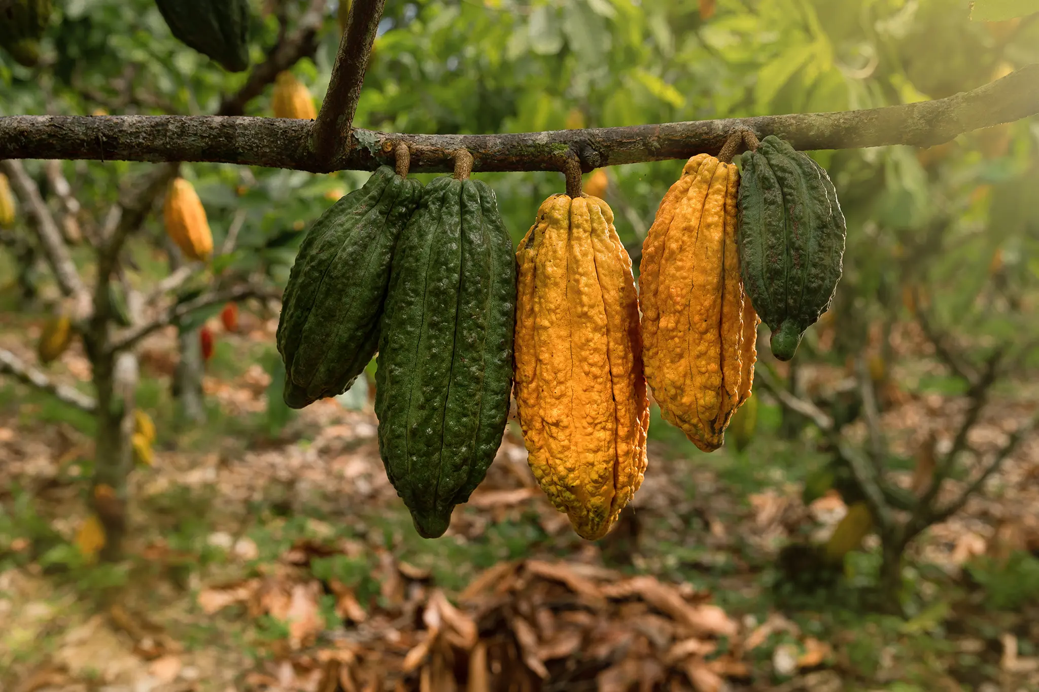 Cacao VRAE99