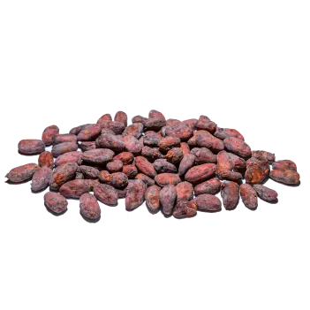 cacao criollo